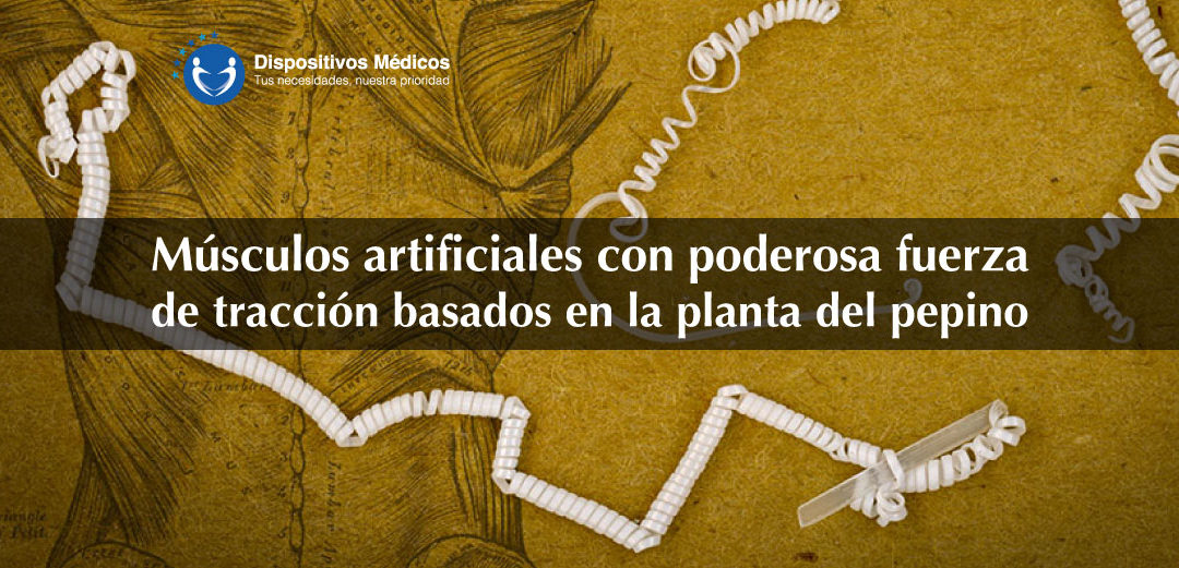 Músculos artificiales con poderosa fuerza de tracción basados en la planta del pepino.