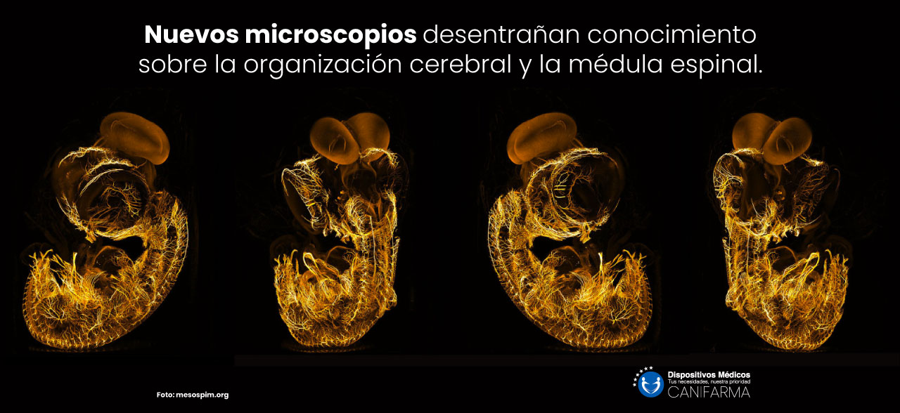 Nuevos microscopios desentrañan conocimiento sobre la organización cerebral y la médula espinal.