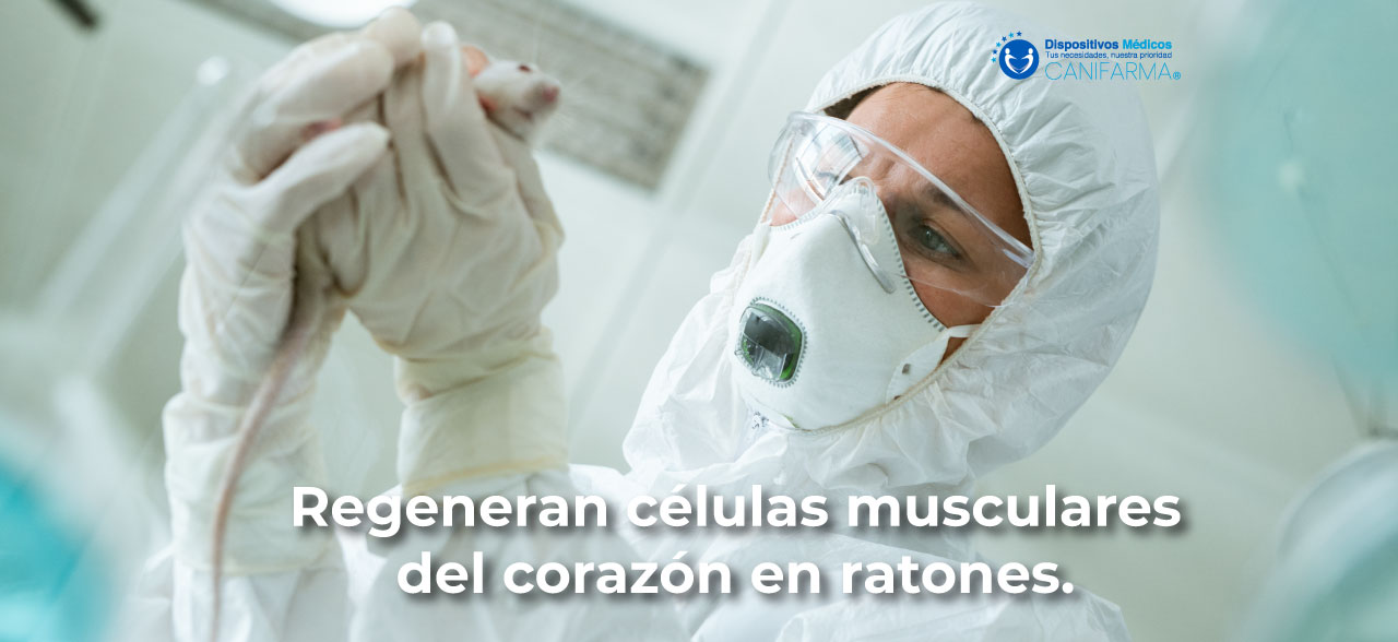 Regeneran células musculares del corazón en ratones.